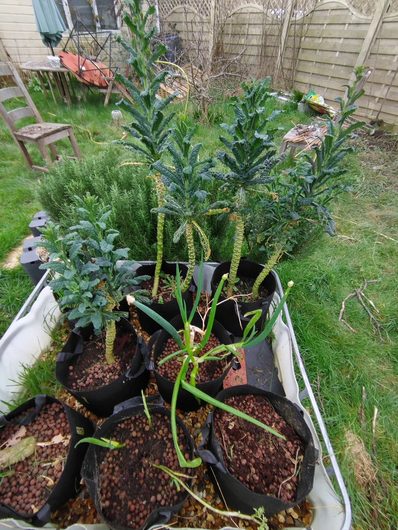 Gravel grow hydroponic system in an IBC container with fabric pots filled with expanded clay pebbles, various plants including brassicas and rosemary growing alongside the newly planted broad beans