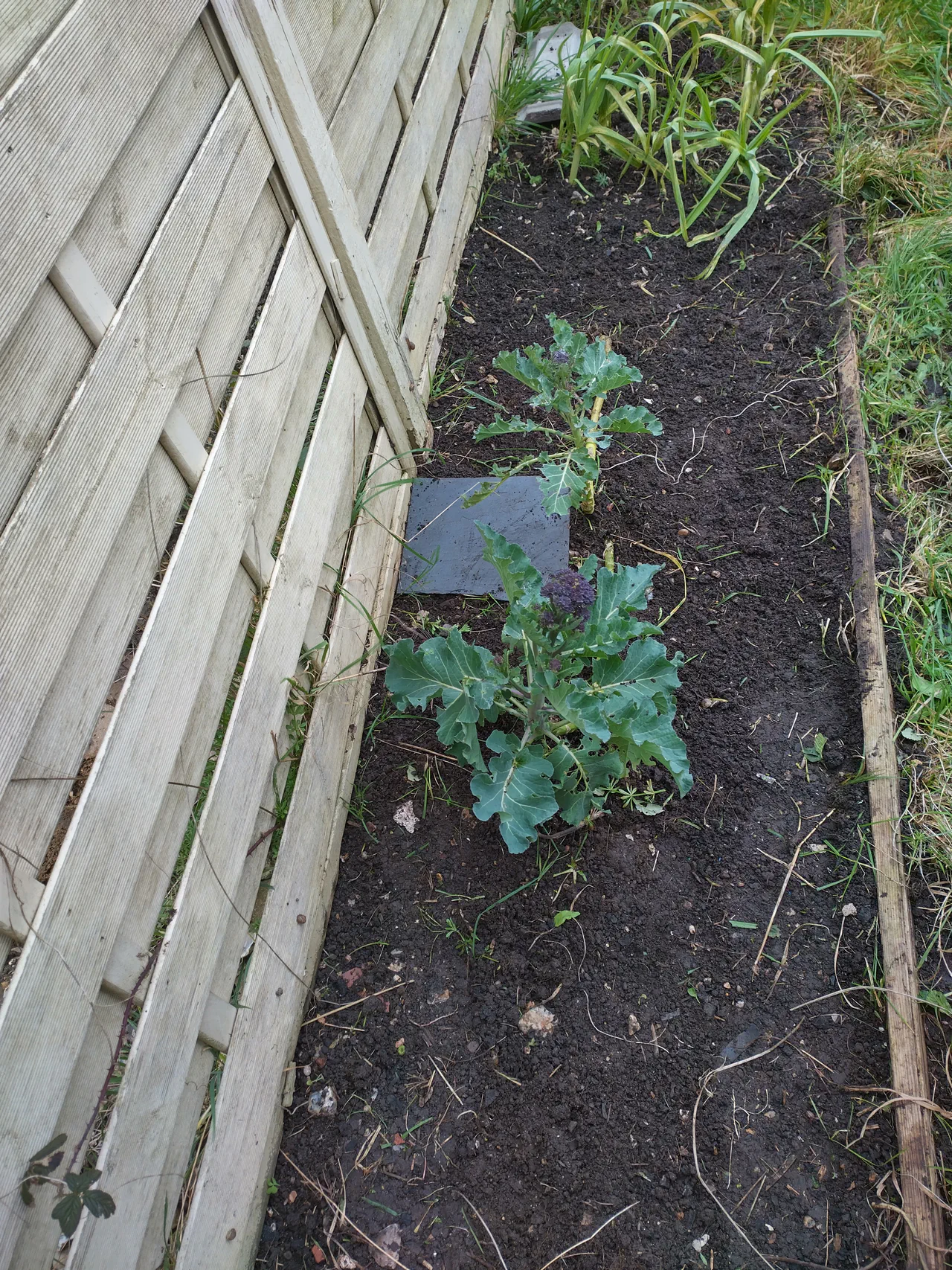 Narrow planting bed along a wooden fence prepared for sowing broad beans, with a few remaining brassica plants still in the ground