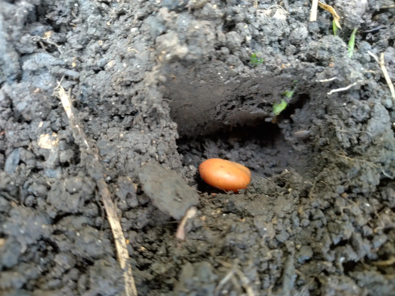 Close-up of a single Bunyard's Exhibition broad bean seed sitting in a freshly dibbed hole in dark soil, ready to be covered