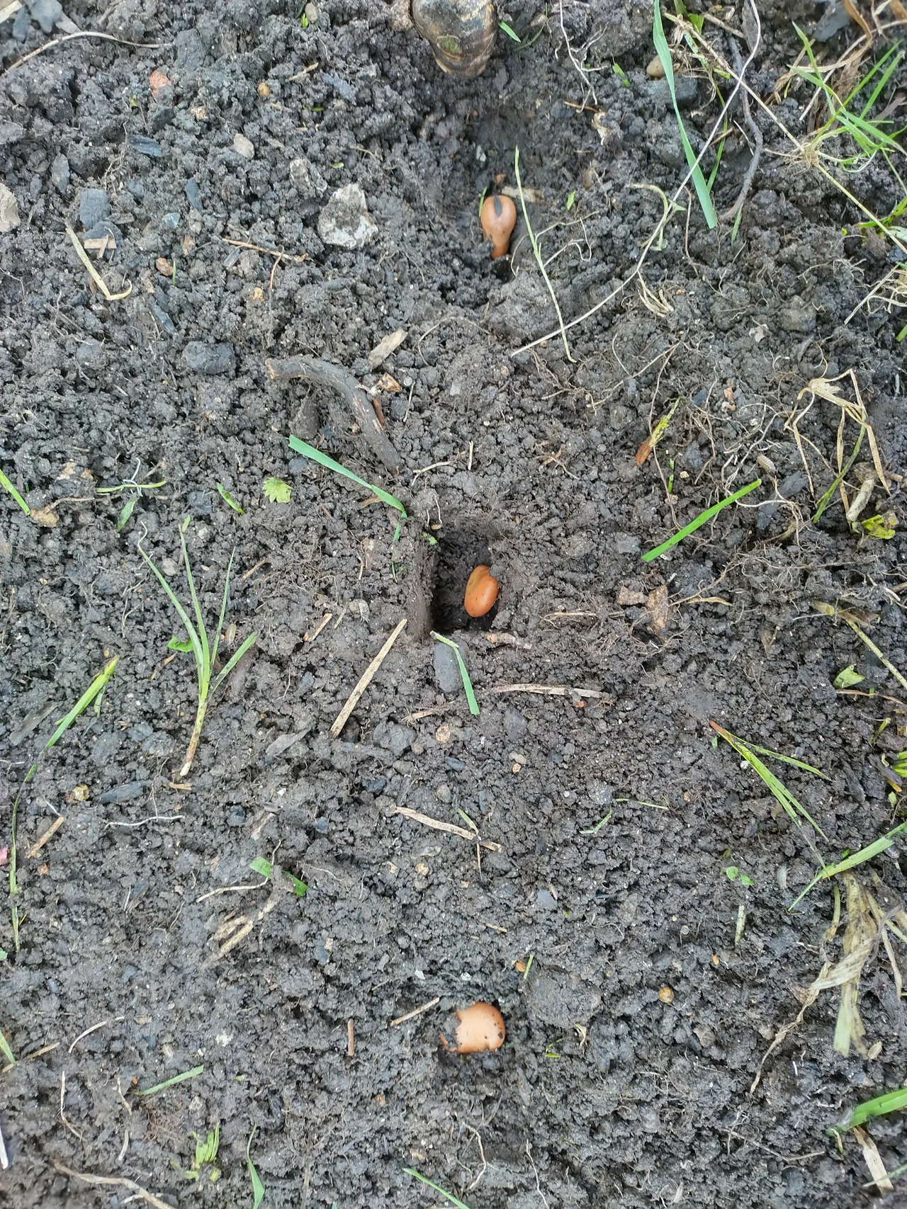 Broad bean seeds visible in dibbed holes in dark soil, spaced roughly 15cm apart in a row, showing the planting arrangement before covering