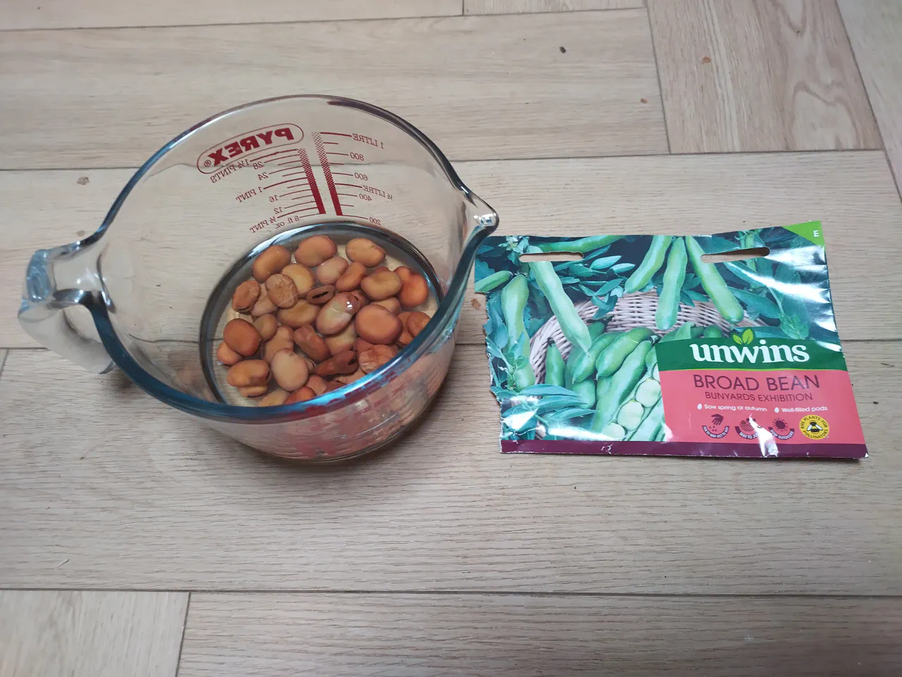 Bunyard's Exhibition broad bean seeds soaking in a glass jug next to the seed packet