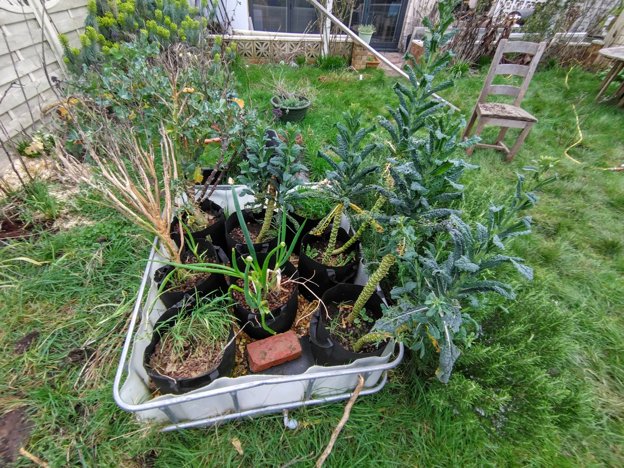 Gravel bed hydroponic system in an IBC container with fabric pots growing purple sprouting broccoli, cavolo nero, and herbs in February