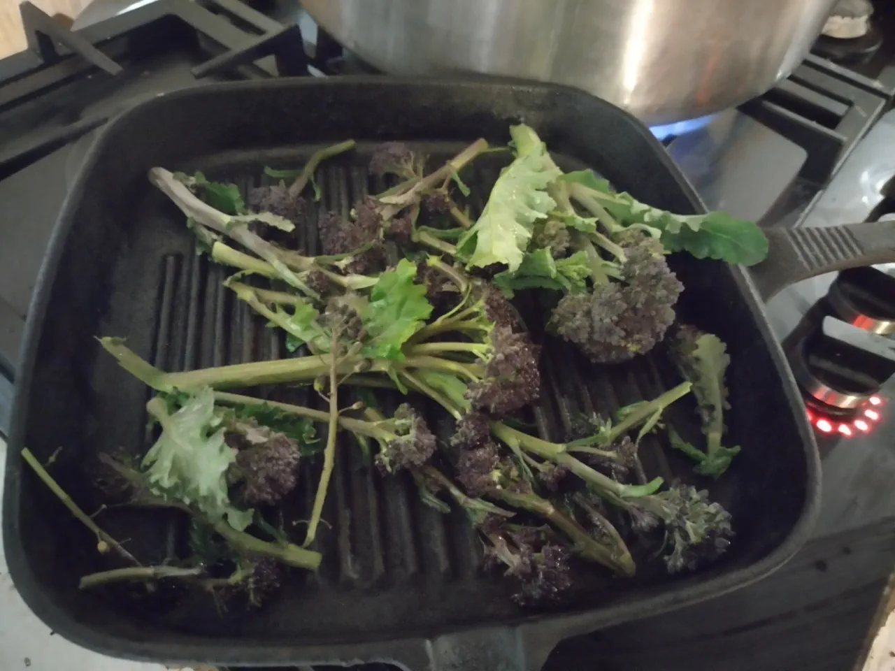 Purple sprouting broccoli from the gravel bed hydroponic system charring on a hot griddle pan