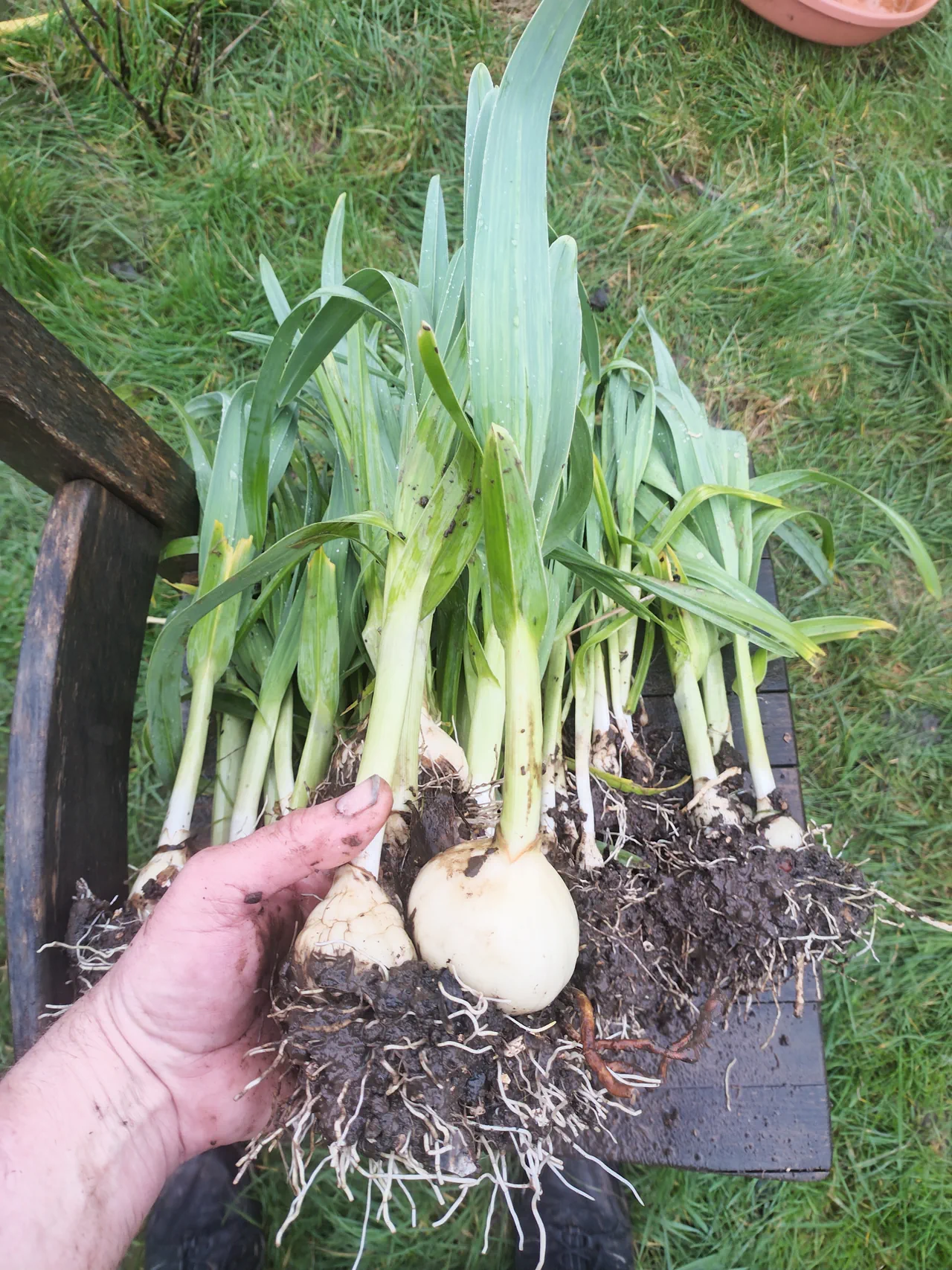 Close-up of Babbington leek bulbs held in hand, showing the large white bulb structure and root system in detail