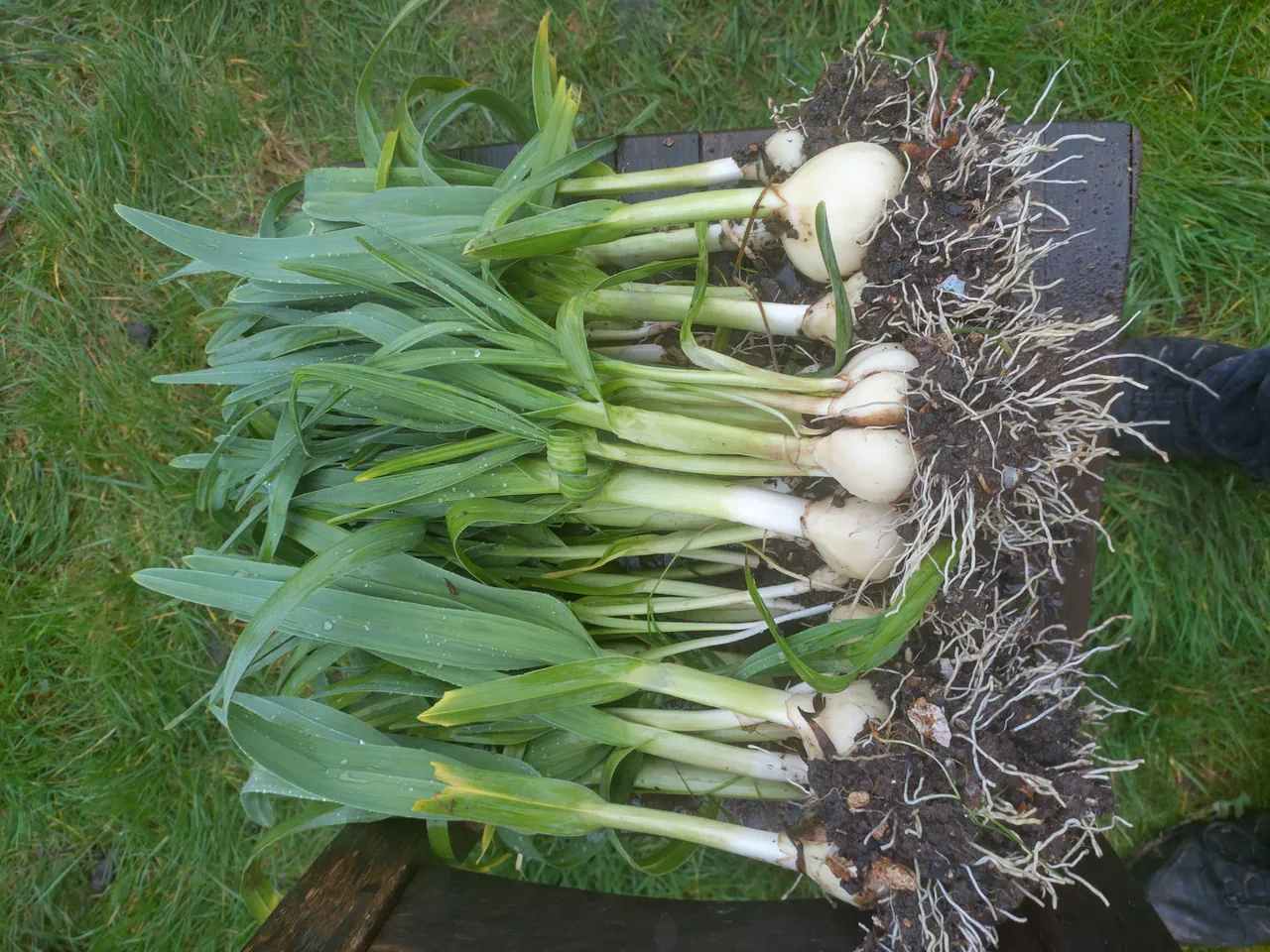 Babbington leek bulbs being divided for replanting