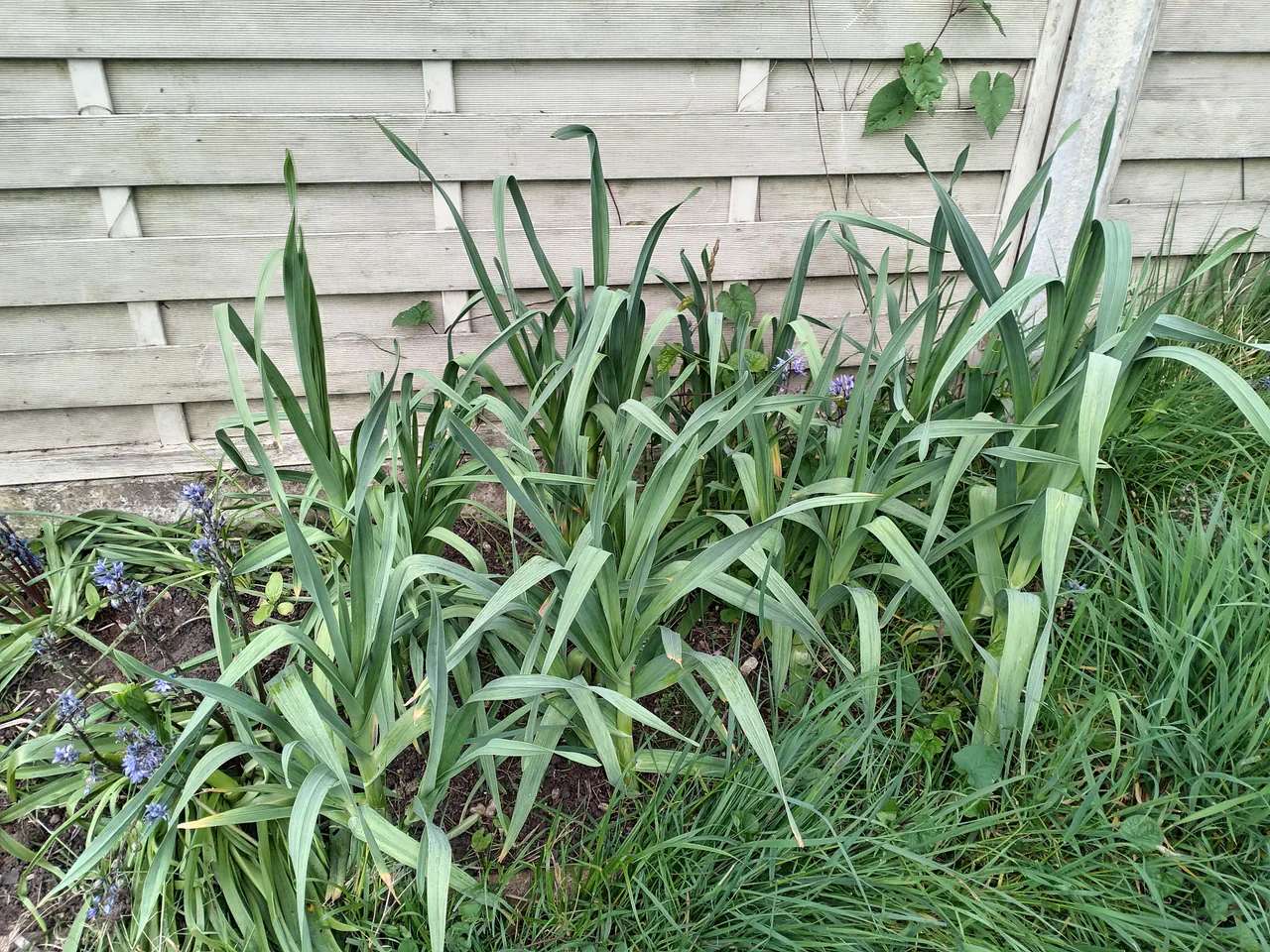 An established patch of Babbington leeks growing thickly against a wooden fence panel, showing healthy green foliage in late spring