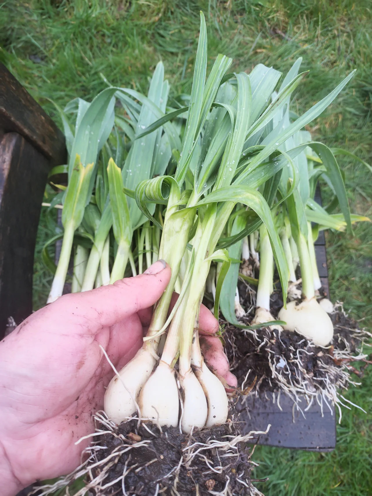 A hand holding a freshly divided clump of Babbington leek bulbs, showing how easily they separate with white bulbs and green shoots visible