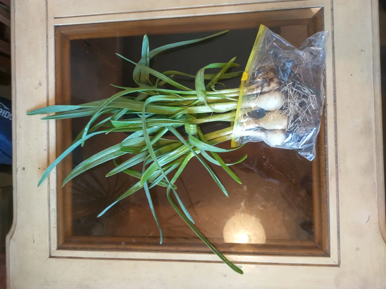A bundle of Babbington leek bulbs wrapped in damp kitchen towel inside a ziplock bag, ready to post to a friend