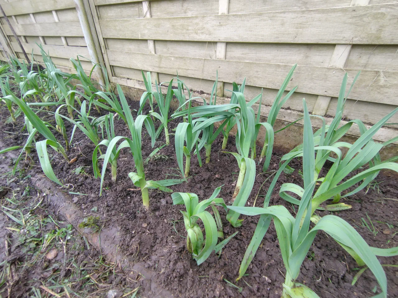 Freshly divided and replanted Babbington leeks in dark soil along a wooden fence, showing individual plants spaced out after division