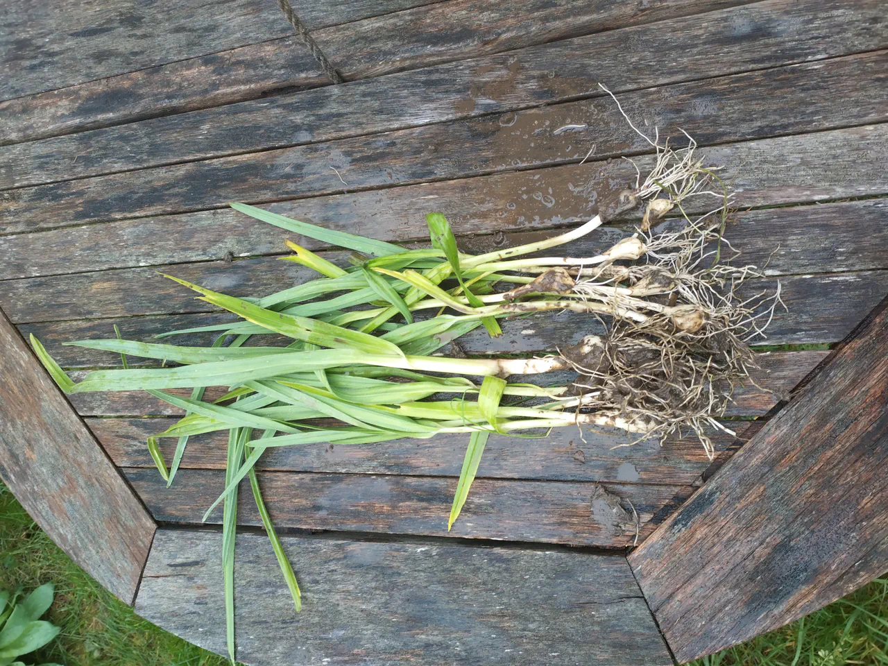 Smaller Babbington leek bulbs from the main patch division, laid out on a weathered wooden table ready for the hydroponic experiment