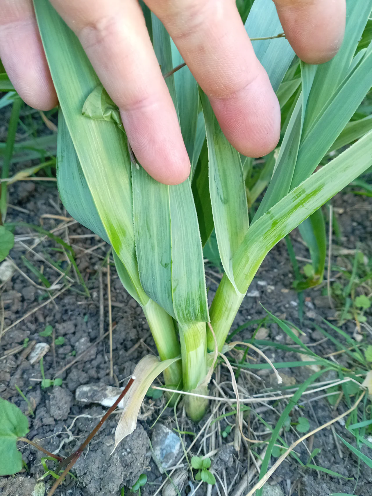 Close-up of a Babbington leek growing in soil in early spring, with fingers for scale showing the thick stem base emerging from the ground