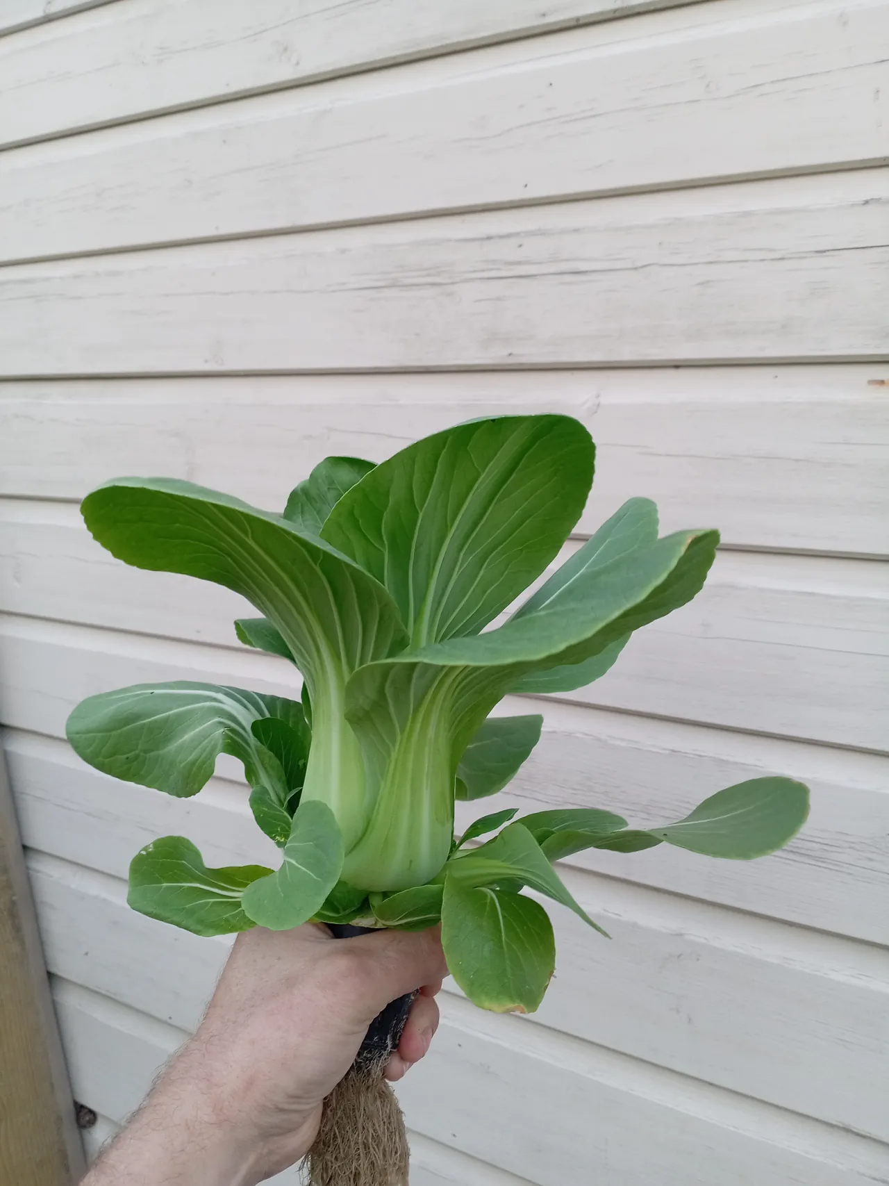 A large pak choi plant held up proudly against the shed wall, freshly harvested from the NFT hydroponic system — bright green leaves and thick white stems