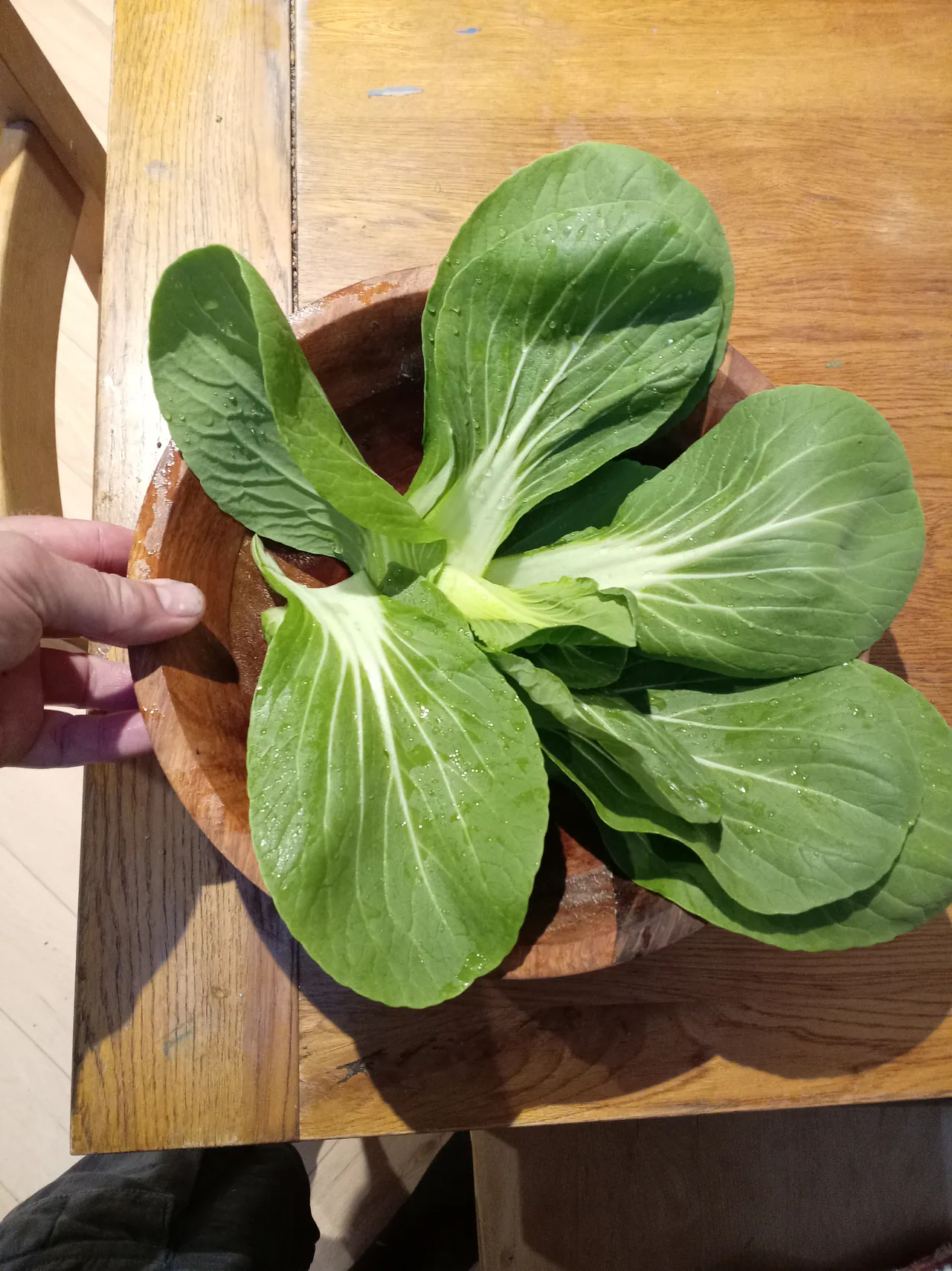 Close-up of freshly harvested pak choi in a bowl with water droplets on the leaves, showing the quality of hydroponic-grown greens