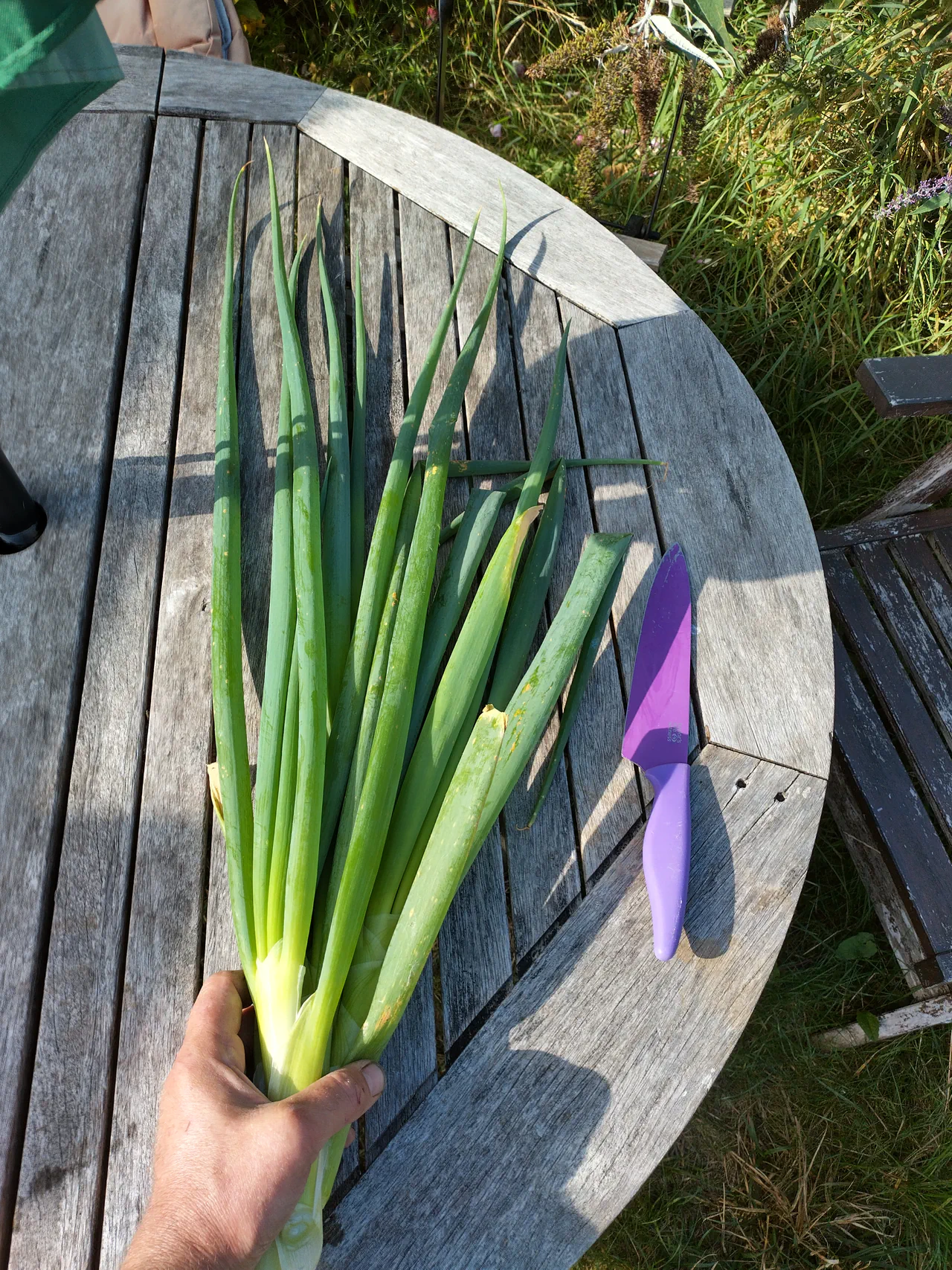 A huge harvest of spring onions from the NFT system laid out on a garden table — the stems are as thick as shop-bought leeks, showing the extraordinary growth from continuous hydroponic feeding