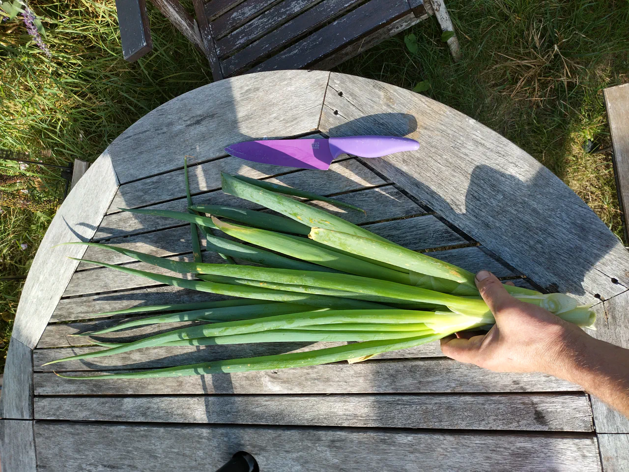Freshly harvested spring onions laid on a weathered wooden garden table in sunlight, showing the impressive length and thickness of the stems
