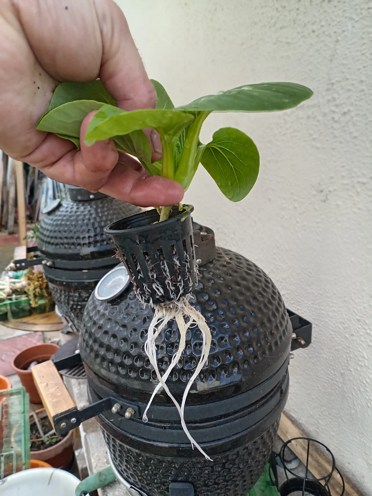 A small lettuce plant held up in a net pot showing clean white roots growing through the mesh of the pot — demonstrating how plants grow without any soil or growing medium in the NFT system