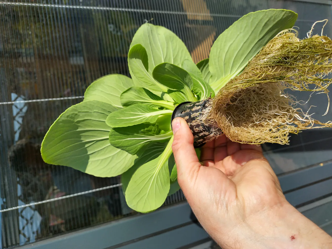 A large pak choi plant held in hand, lifted from the NFT system — the healthy root system is clearly visible growing through and below the black net pot, with no growing medium at all