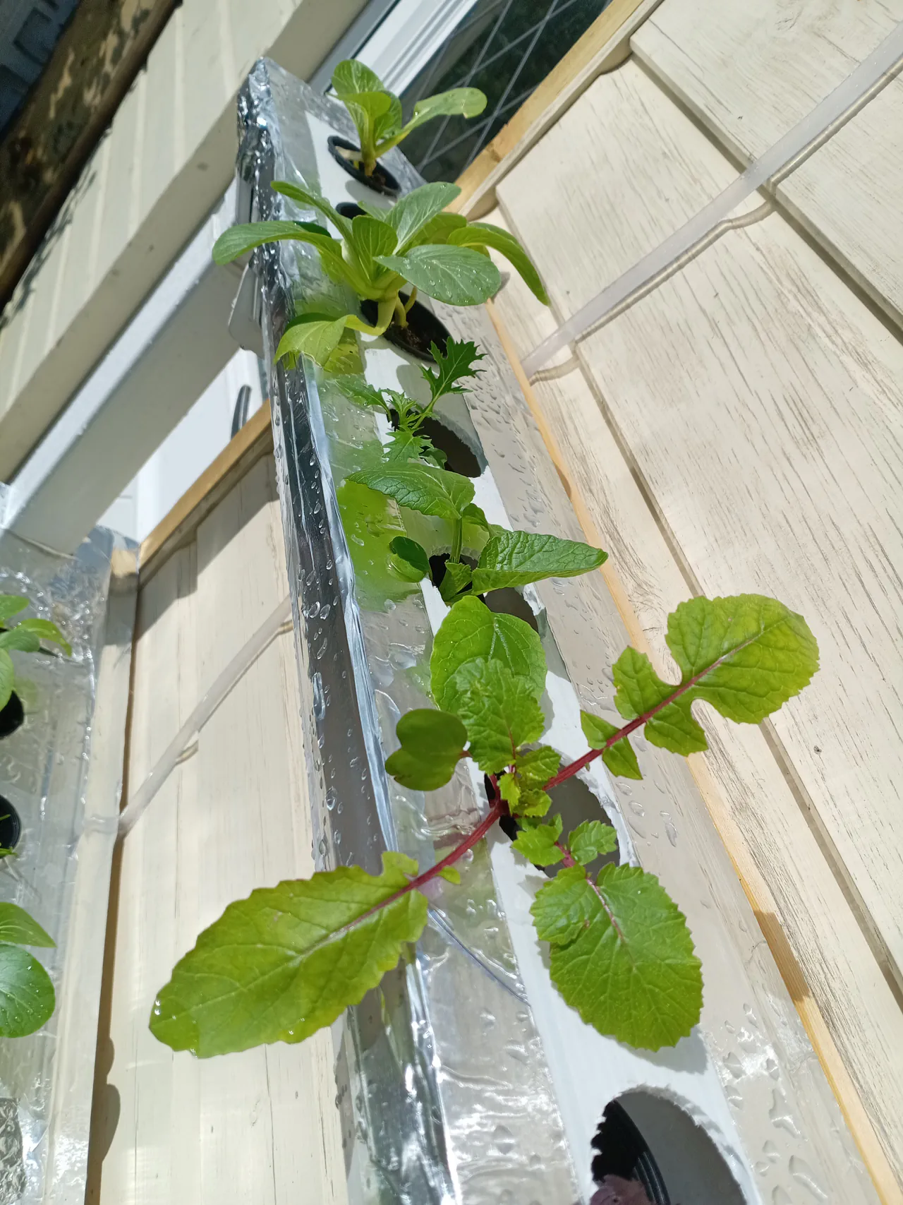 Close-up of a gutter channel showing small seedlings growing from net pots set into holes in the corrugated plastic cover, silver insulation tape visible reflecting light back at the plants