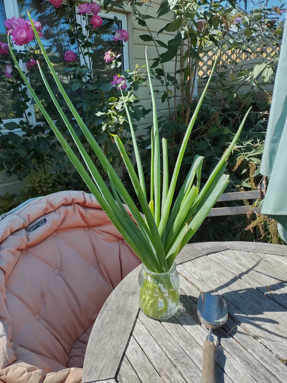 A single spring onion held in hand showing its impressive size — the stem is as thick as a shop-bought leek, with long bright green leaves spreading outward