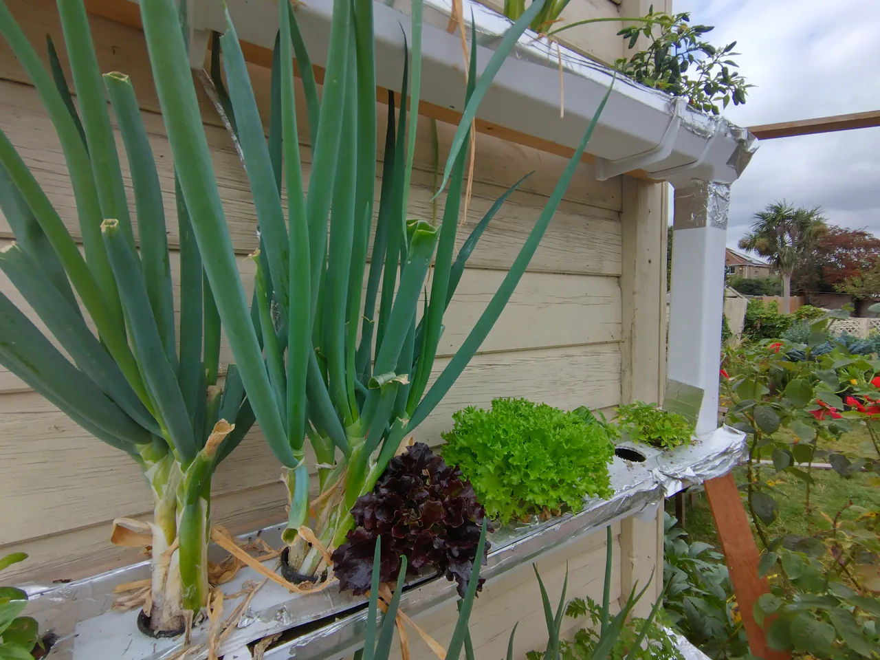 Close-up of spring onion stems growing in the NFT system showing remarkably thick bases — comparable in size to shop-bought leeks, with bright green tops arching over the lower gutters