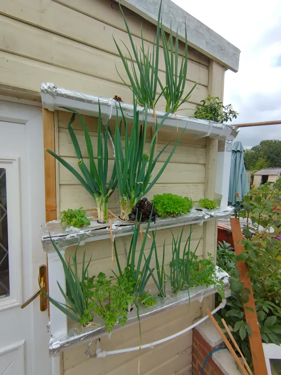 NFT system in August showing enormous spring onions with thick stems growing from the top gutter tier, with fresh red and green lettuce varieties and curly parsley growing in the lower gutters