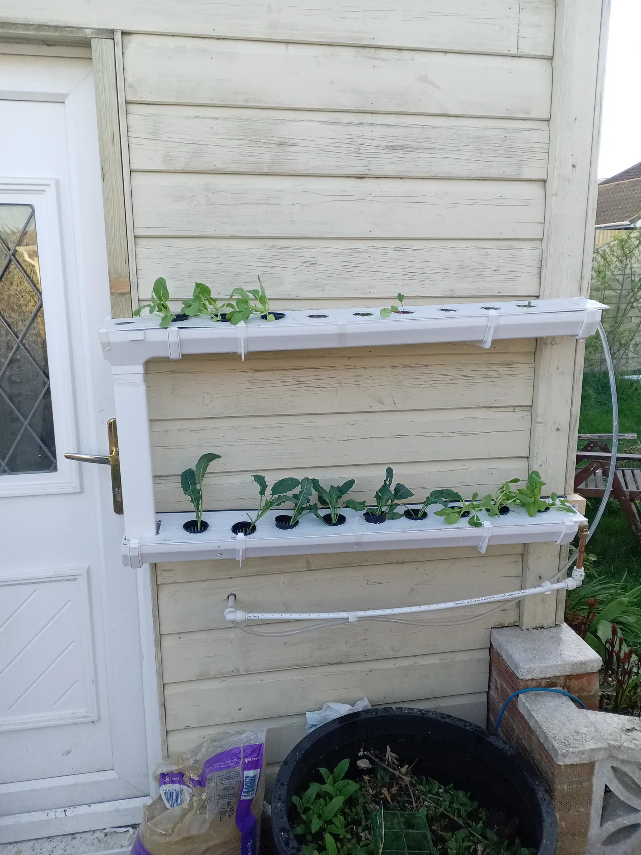 The NFT system freshly built on the shed wall — three tiers of white square gutters mounted on wooden battens with brackets, tubing connecting the tiers, small seedlings just planted in net pots