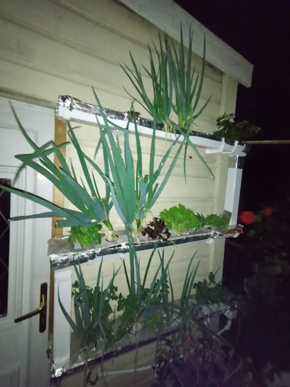 The NFT system photographed in the evening — all three tiers full of plants with spring onions towering from the upper gutter, lettuce and herbs in the lower tiers, the garden visible in the background