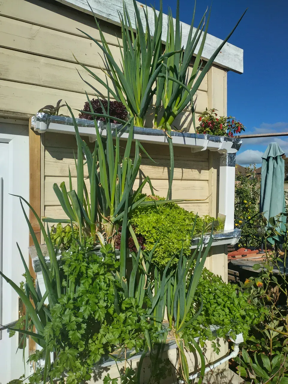 The NFT hydroponic system in September at absolute peak production — spring onions dominating the upper tier, bright green curly lettuce in the middle alongside dark red lettuce varieties, and lush curly parsley in the lower tier