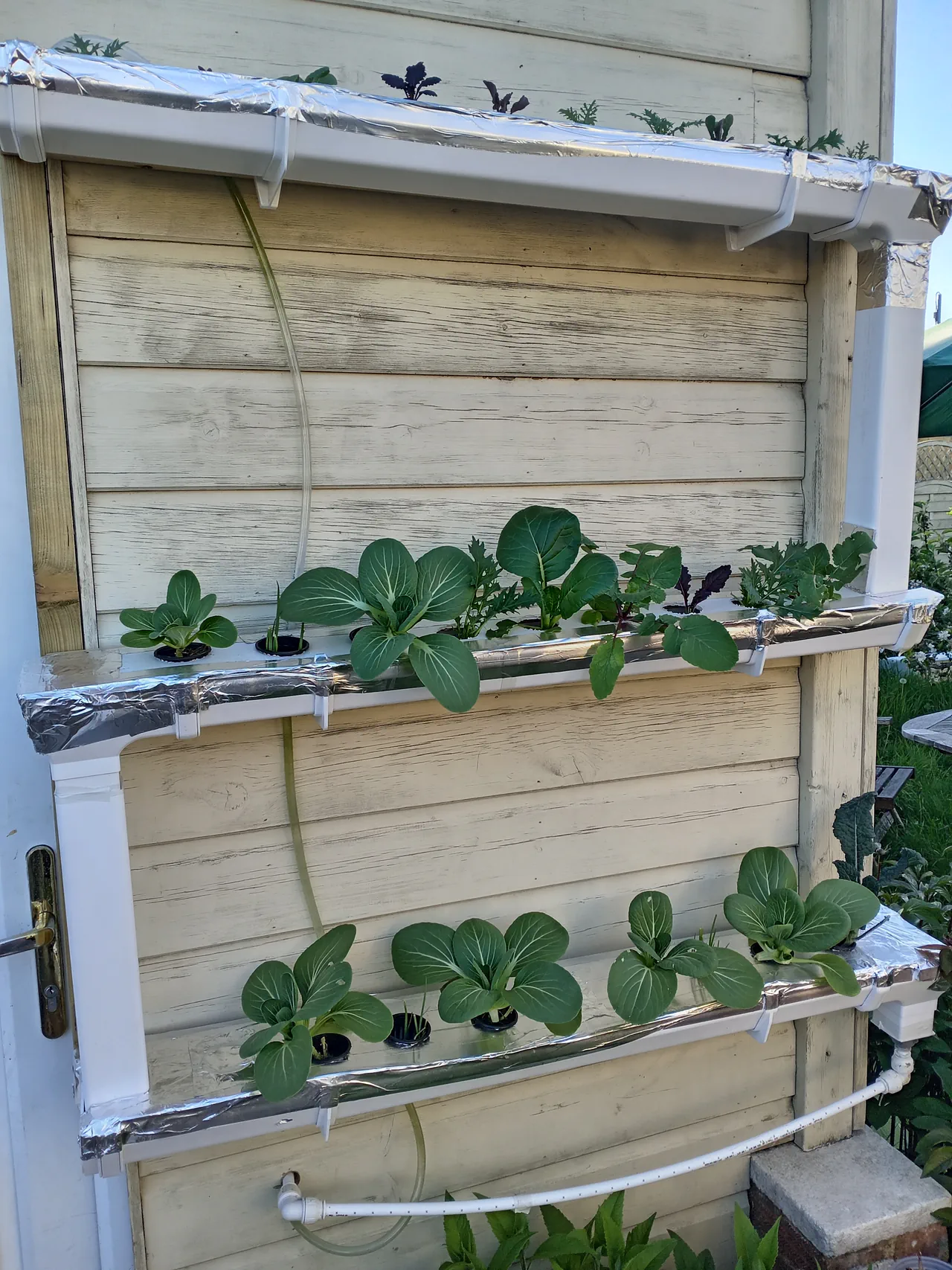 The NFT system in late April showing three tiers of gutters with healthy pak choi plants growing well in net pots, the system freshly planted with spring crops