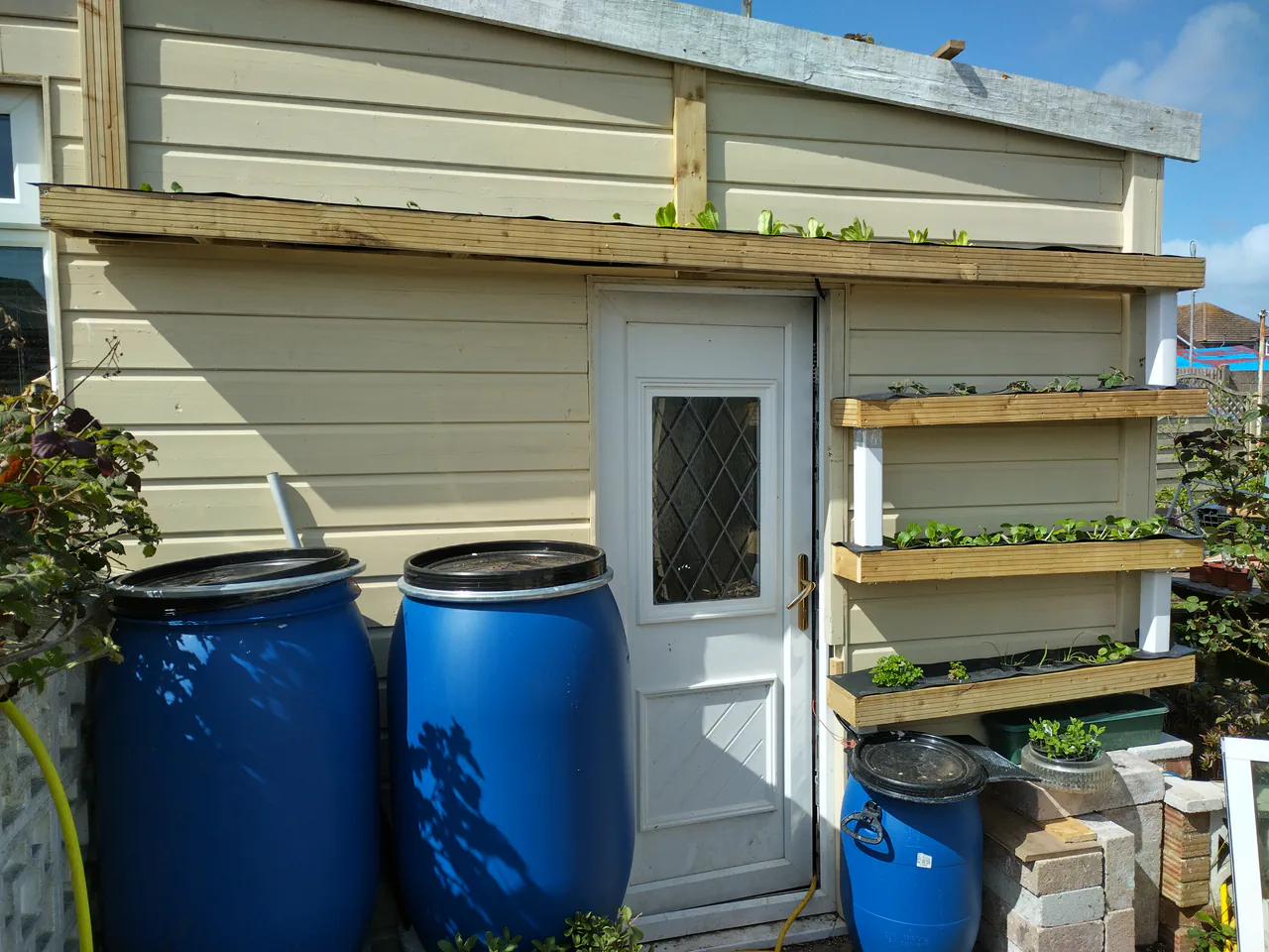 The full v2 NFT system in sunshine showing the shed wall with all tiers of timber cradles planted up, two blue UN barrel reservoirs on the left, blue sky and garden visible