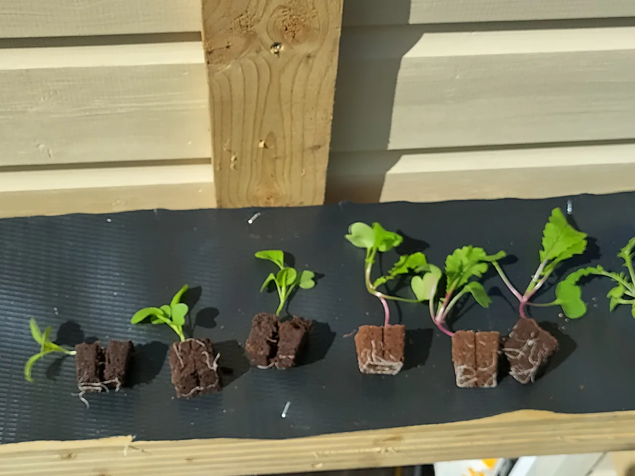 Mustard green, rocket, and mizuna seedlings in coir plugs sitting on the DPC membrane of the v2 NFT system, roots visible, in bright sunshine