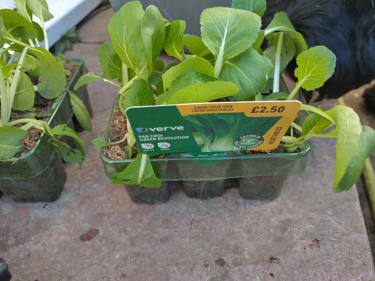 Verve pak choi Green Revolution plug plants in a green plastic tray with a yellow £2.50 price label visible