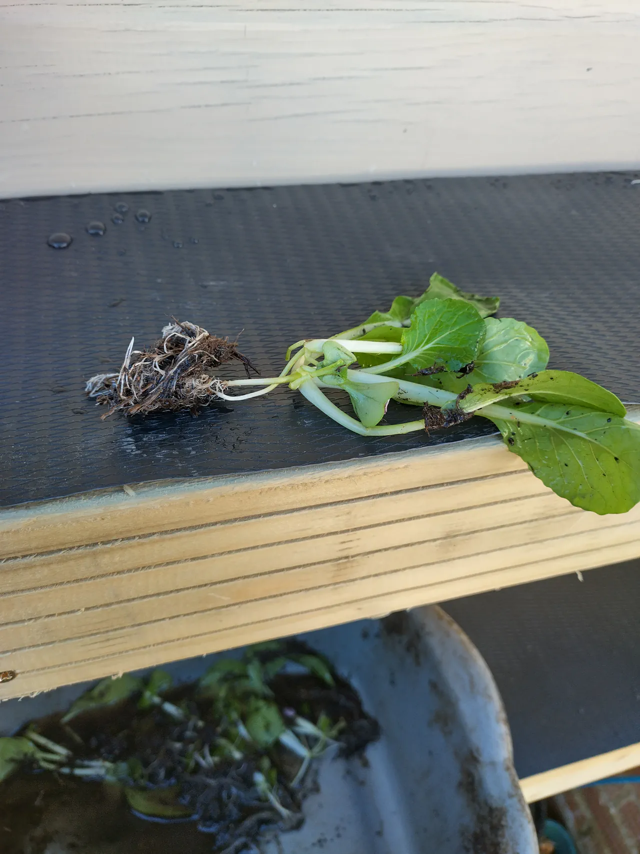 A pak choi plant being pushed through a cross-cut in the DPC membrane, roots visible going down into the gutter below