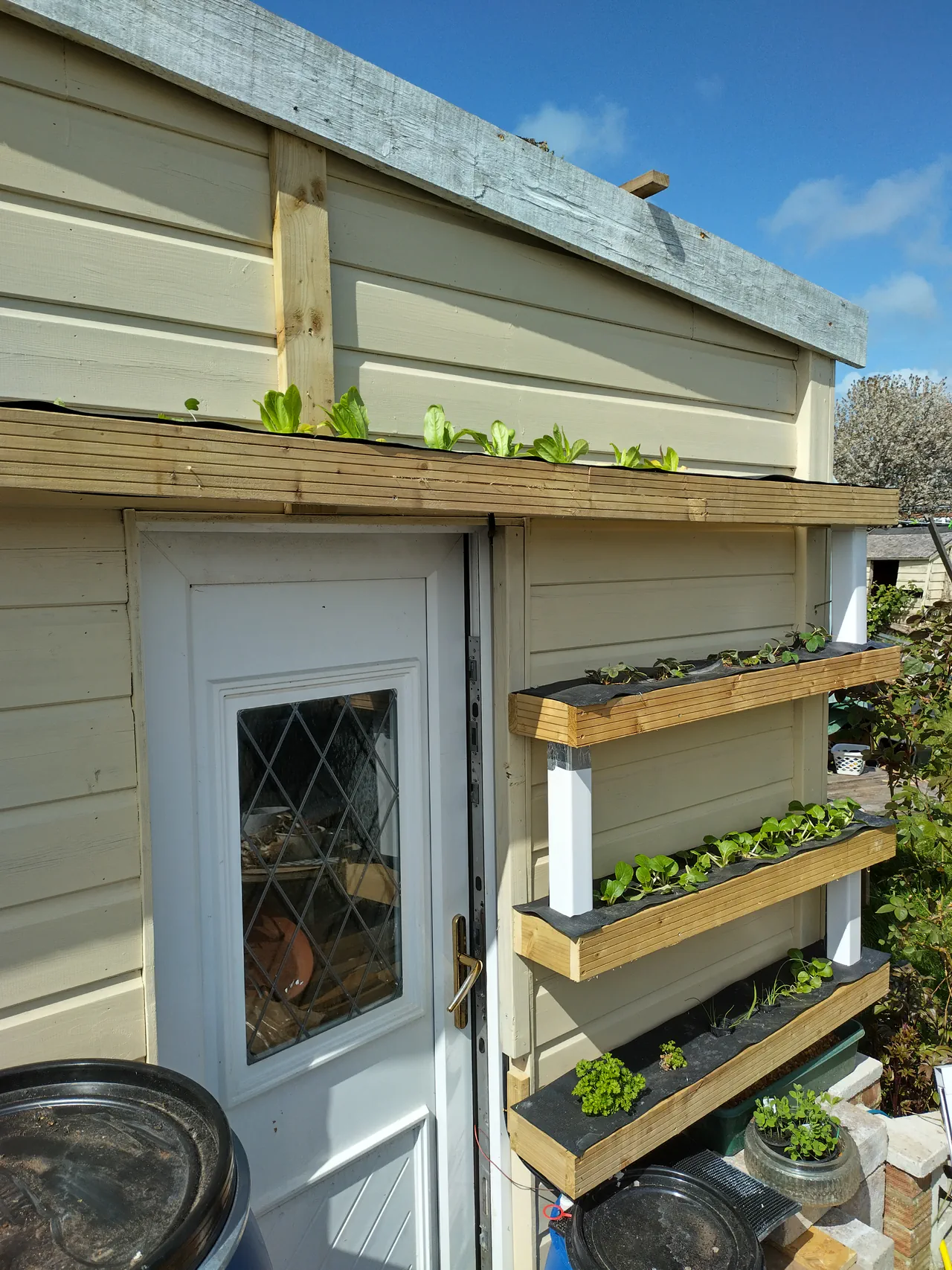 The v2 NFT system in bright sunshine — four tiers of timber cradles on the shed wall with pak choi and herbs growing through black DPC membrane, blue UN barrel reservoir at the base, blue sky behind