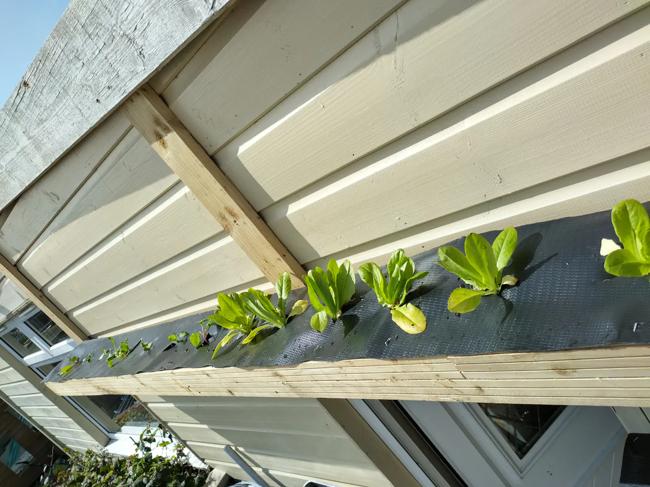 The v2 NFT system from below looking up, showing freshly planted little gem lettuce seedlings in the timber cradles with black DPC membrane, bright sunshine and blue sky above