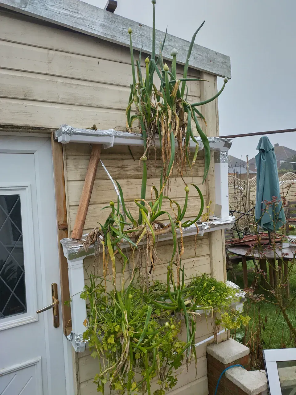 The NFT system in February 2026 — pump has been off since November, but spring onions and parsley are still alive in the gutters, growing on rainwater alone through the UK winter