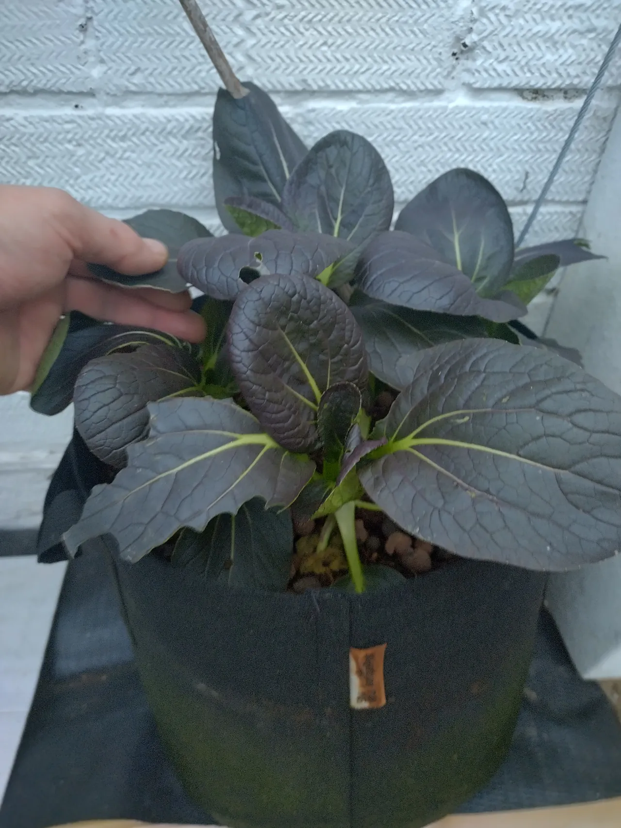 A striking purple pak choi plant growing in a black fabric pot on the gutter grow tomato wall in October, with deep purple leaves and bright green stems