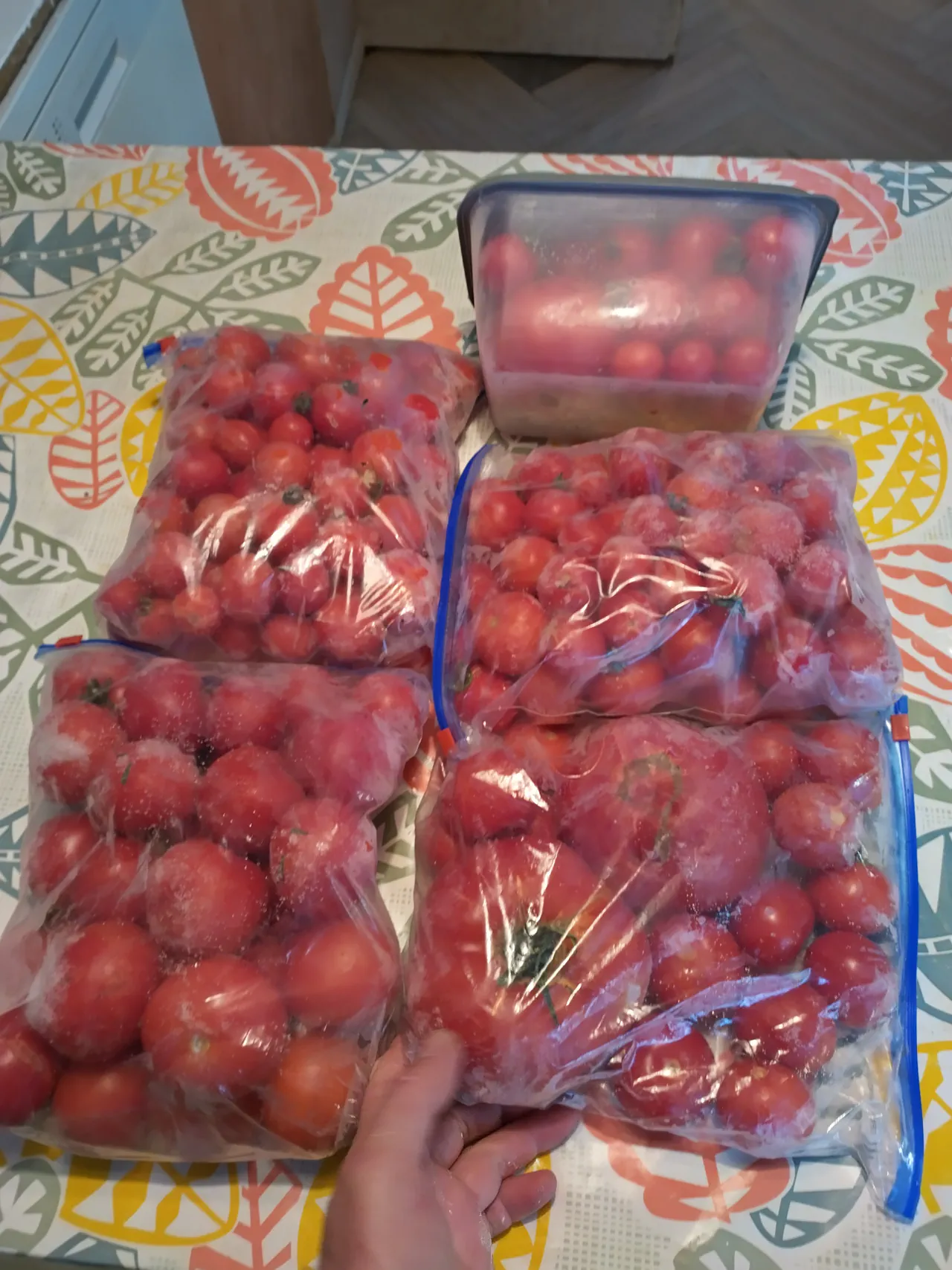 Four large ziplock bags packed with whole frozen tomatoes from the hydroponic wall, sitting in a freezer drawer — showing the sheer volume of preserved harvest