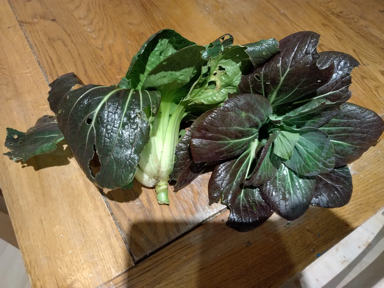 Freshly harvested purple pak choi leaves on a table in January 2026, grown in the gutter grow system through winter