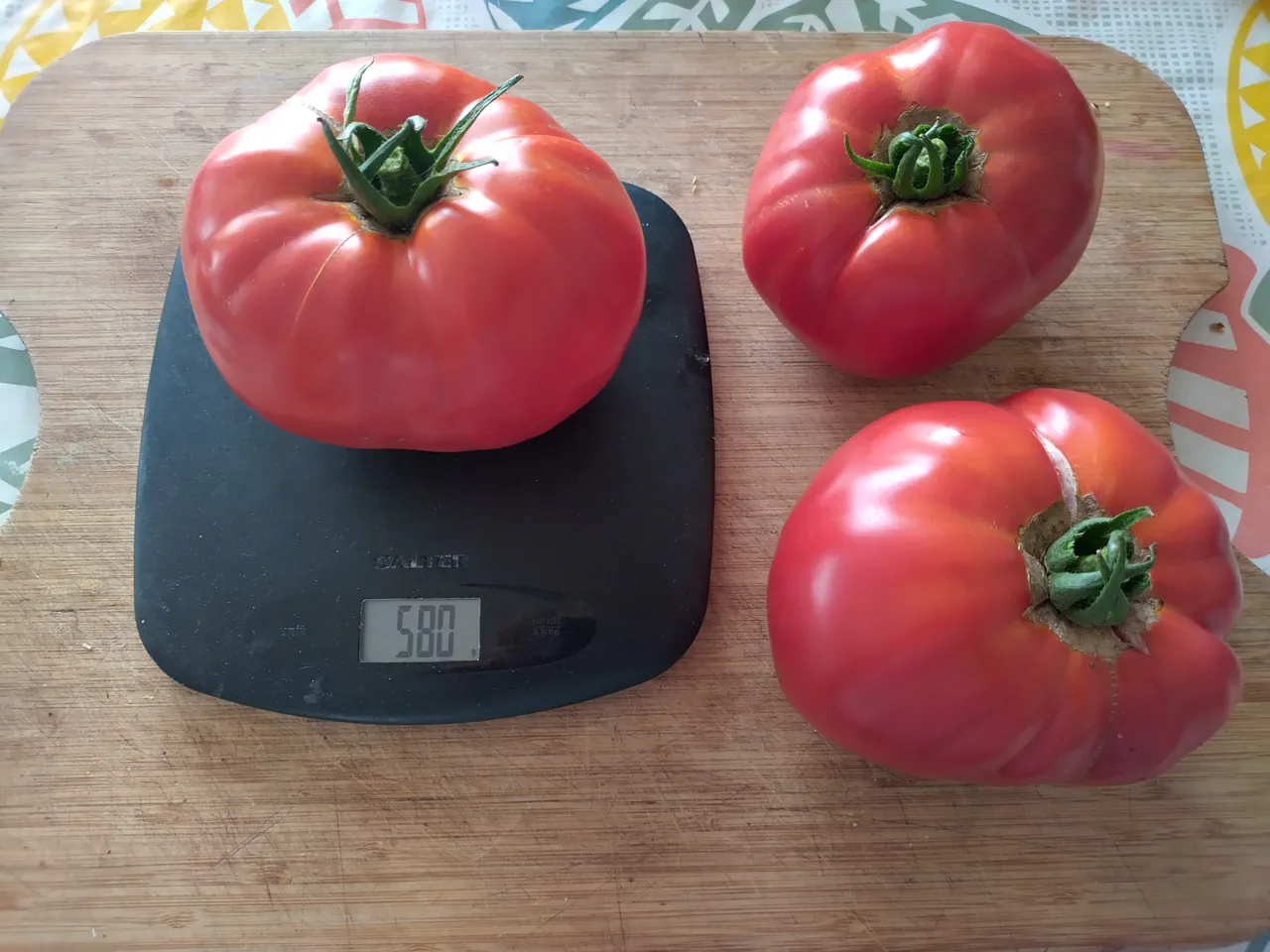 Three massive beefsteak tomatoes on a wooden chopping board, one sitting on a Salter kitchen scale reading 580 grams, demonstrating the exceptional size from hydroponic growing