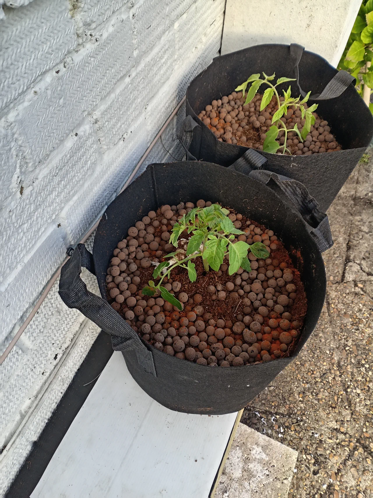 Young tomato transplants in black fabric pots filled with coir and LECA clay pebbles, sitting against a house wall in early spring