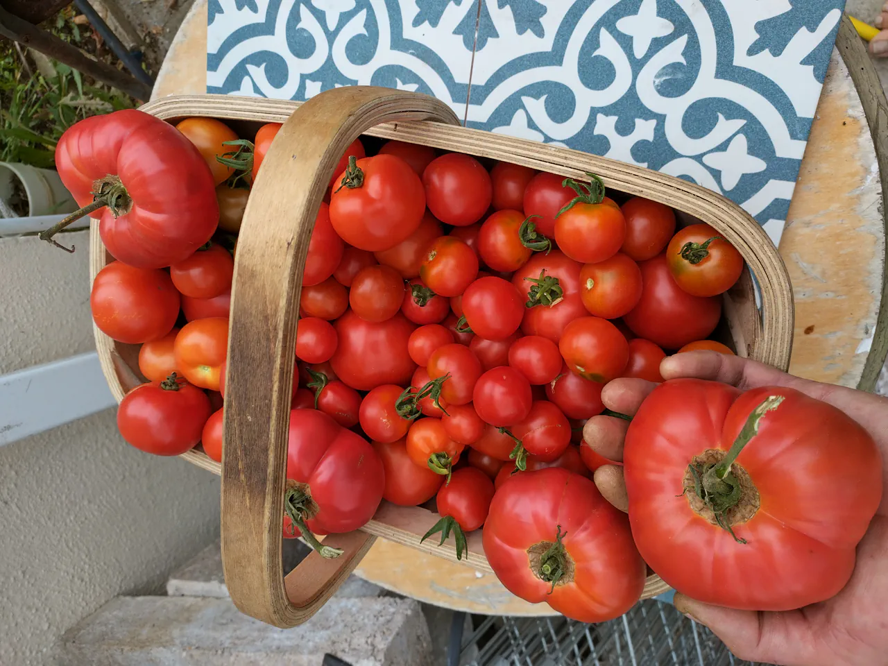 Hand holding a massive beefsteak tomato next to a trug overflowing with harvested tomatoes, showing the scale of the fruit