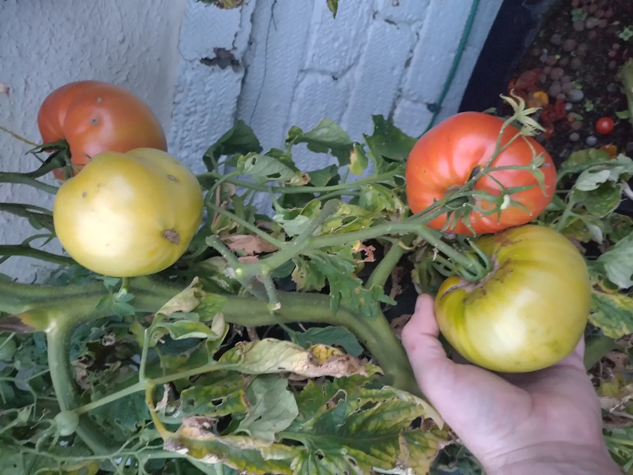 Hand holding large green and orange beefsteak tomatoes still on the vine in mid-October, leaves showing some wilting and browning from late season disease