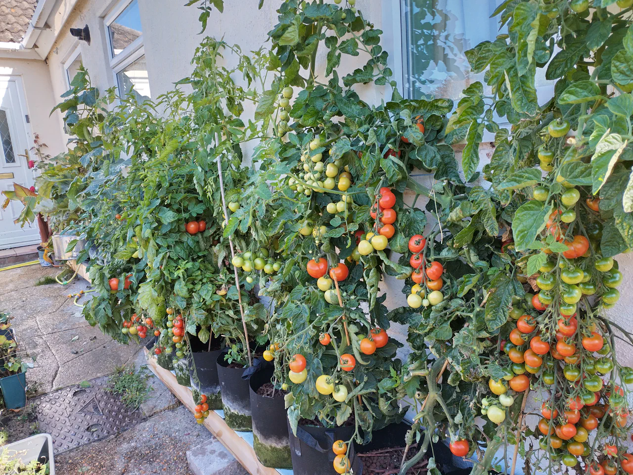 Front view of the hydroponic tomato wall showing plants reaching above the window, loaded with clusters of red and green tomatoes cascading downward