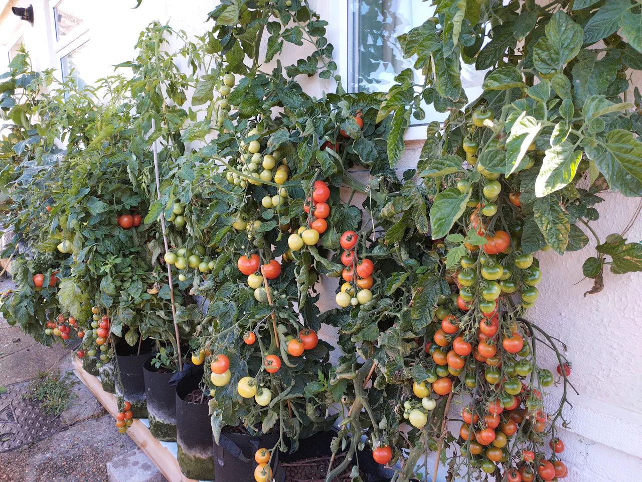Hydroponic tomato wall cascading with ripe tomatoes