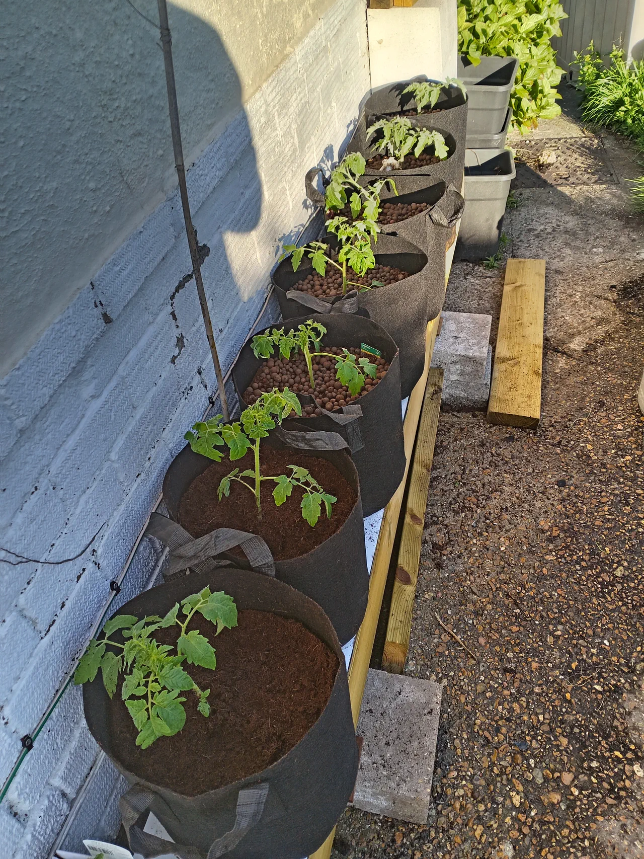 Row of black fabric pots with young tomato transplants sitting on a timber frame against a south-facing house wall, DPC membrane visible beneath the pots