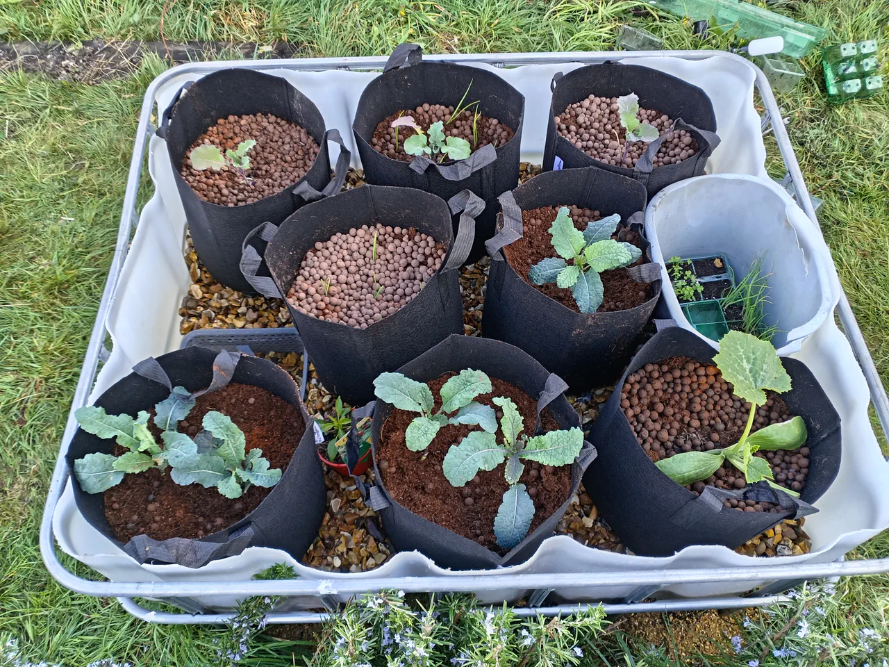 All nine fabric pots planted with small brassica and courgette seedlings, the gravel bed freshly set up in April