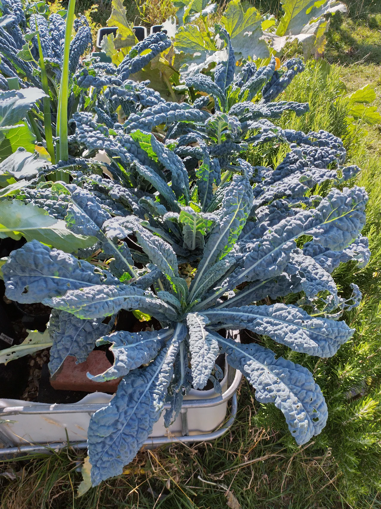 Close-up of cavolo nero kale in August: dramatic blue-green textured leaves at full size