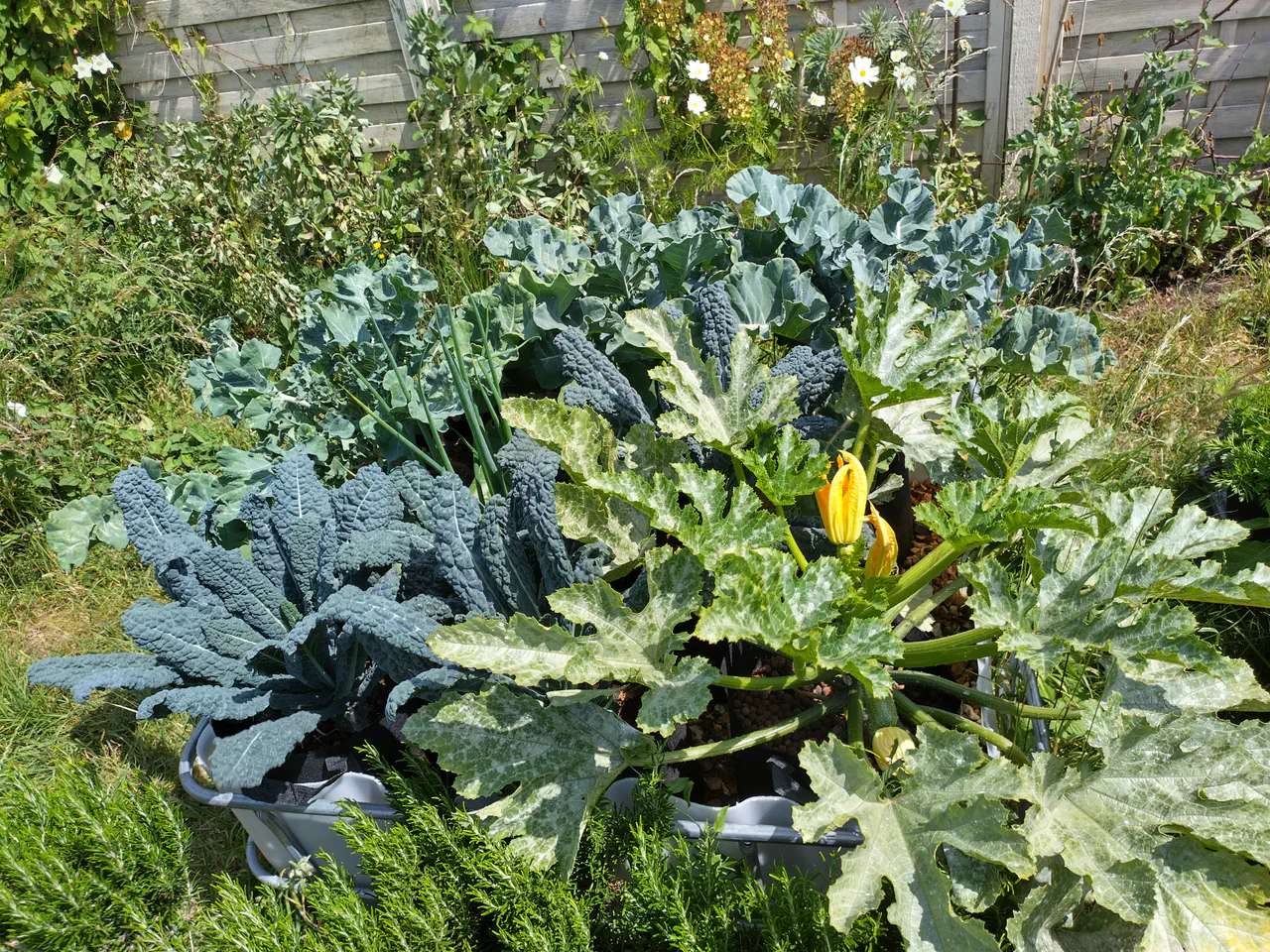 June: courgette in full flower, spilling out of the IBC bed into the garden alongside massive kale leaves