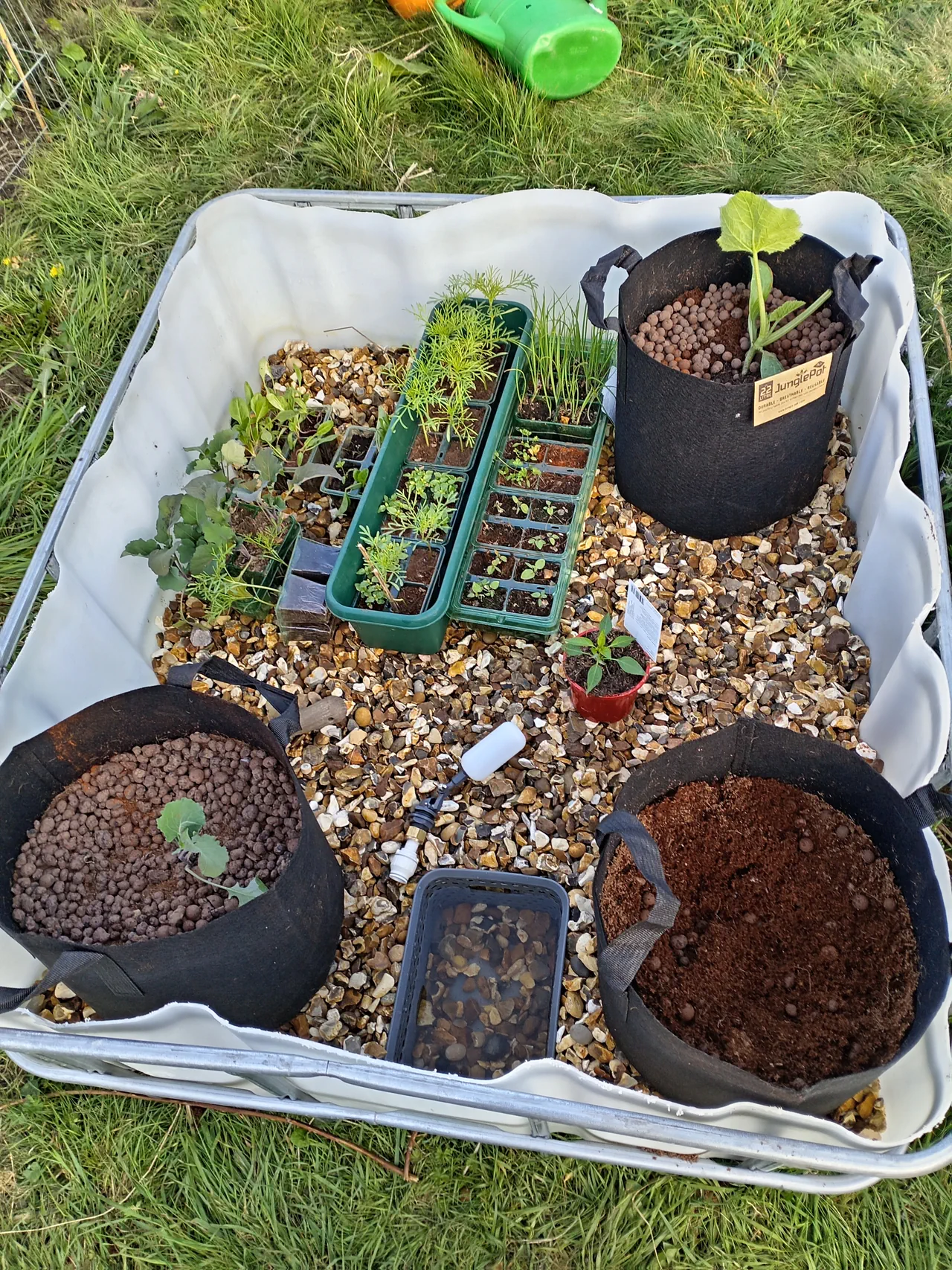 Nine fabric pots arranged in the gravel bed, filled with various ratios of coir and LECA pebbles, small brassica seedlings just planted